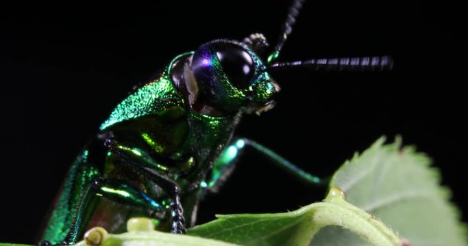 A jewel beetle grooming its antenna.