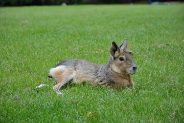 Portrait Pampashase im Gras