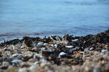 Muschelstrand an der Ostsee