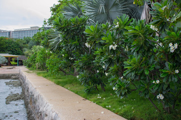 Fototapeta premium Bright scenic morning view of the boardwalk at Pattaya Beach in Thailand.