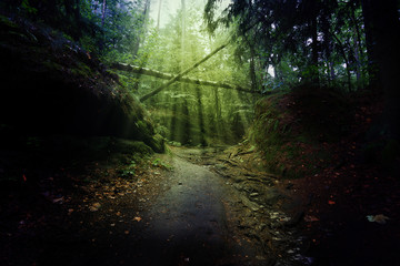 Forest Saxon Switzerland