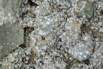 Stone on the coast, texture of the sea stone, shell rock.