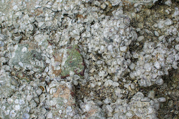Stone on the coast, texture of the sea stone, shell rock.