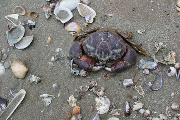 Crab on the Beach.