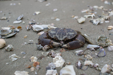 Crab on the Beach.