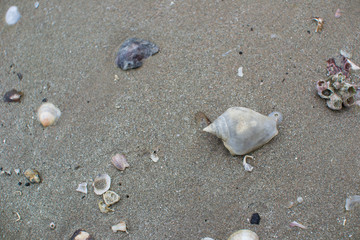 Shell on the beach.