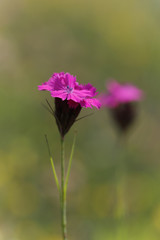 Kartäusernelke (Dianthus carthusianorum), Blüten