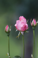 Rosenblüten im Garten