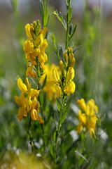 Ginster (Genista) gelbe Blüten