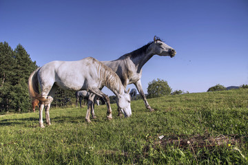 Naklejka na ściany i meble TARA National Park, Western Serbia - A herd of grazing horses