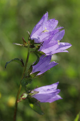Glockenblumen (Campanula) Bl&uuml;ten