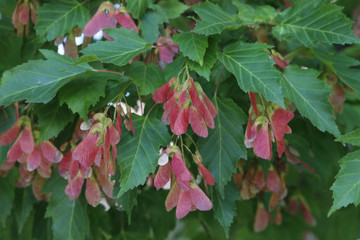 Zucker-Ahorn (Acer saccharum)  oder Kanadischer Ahorn, Samen