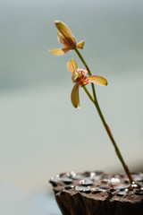 A blooming orchid is inserted in the dry lotus.