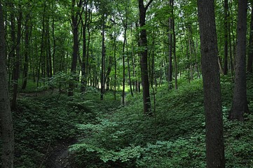 Fototapeta premium Forest is an integral part of nature, the concept of 
