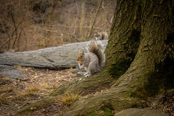 Central Park squirrel
