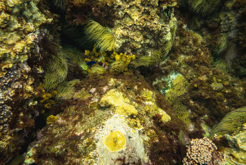 Underwater rocks and marine life background.