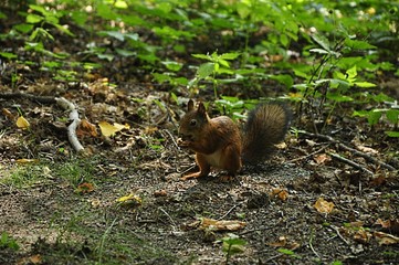 Proteins are a genus of rodents of the squirrel family. In addition to the genus Sciurus, proteins...