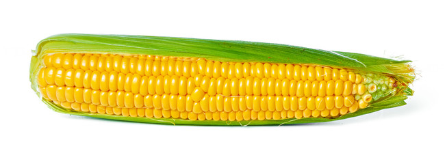 corn isolated on white background