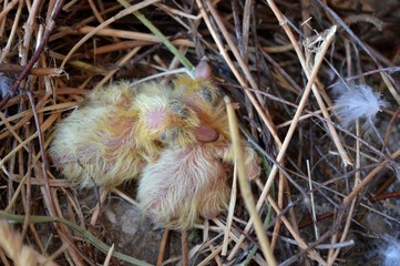 small pigeons in the nest
