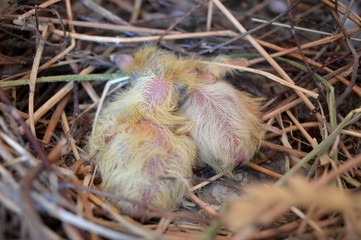 small pigeons in the nest
