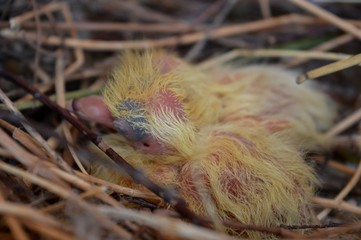 small pigeons in the nest
