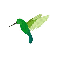 Flat vector icon of flying colibri. Small tropical hummingbird with long thin beak and bright green feathers. Wildlife theme