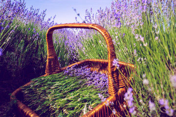 Basket with lavender in the field