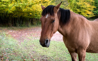 cheval dans la nature