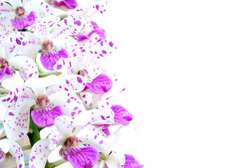 Fototapeta na wymiar Thai Orchids