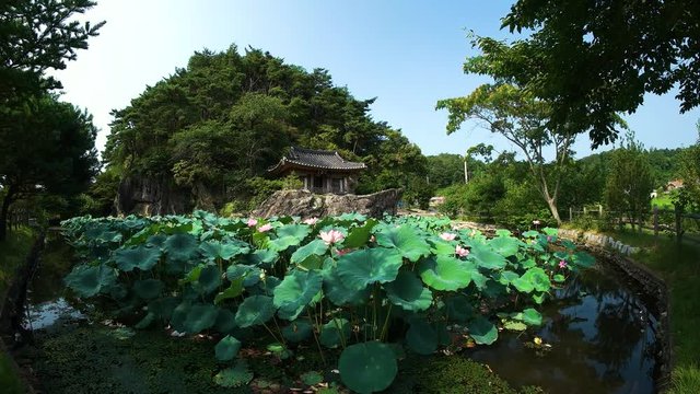 149 Korean gazebo and lotus flower