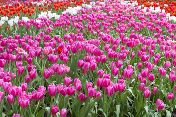 Brightly Tulip Blooming / Brightly Tulip Blooming In The Winter Season.