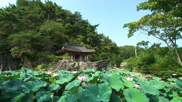 149 Korean gazebo and lotus flower