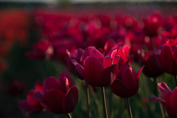 Obraz premium tulipany