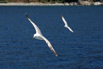 Fototapeta na wymiar Two seagulls flying on the sea