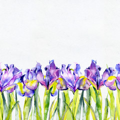 Purple, summer, purple, beautiful, blossoming iris flowers. Watercolor. Illustration