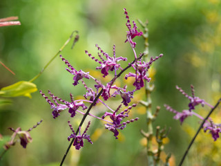 violet twist dendrobium orchid
