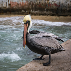 Pelican