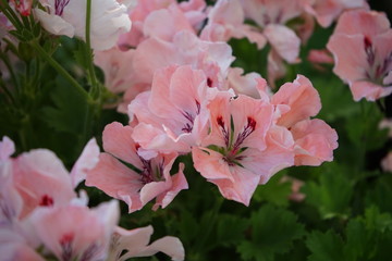 Bouquet of light-pink flowers