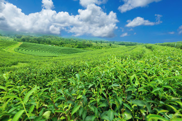 Fototapeta na wymiar A tea plantation farm in Chiang Rai ,Thailand.