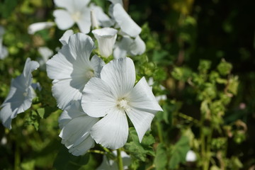 Bunch of white summer flowers