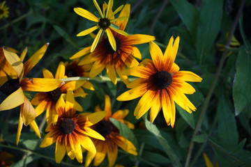 Bouquet of yellow-orange flowers