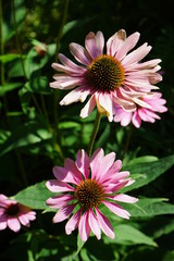 Pink flowers in the summer sun