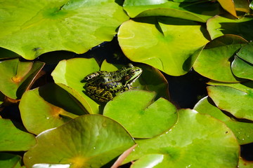 A cute frog sunbathing on a leaf while keeping cool through the water