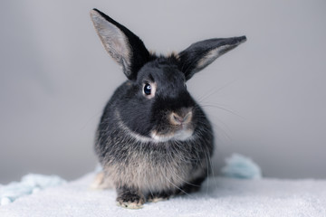 Stunning black bunny rabbit on a grey background. Smart inquisitive face, curious look.