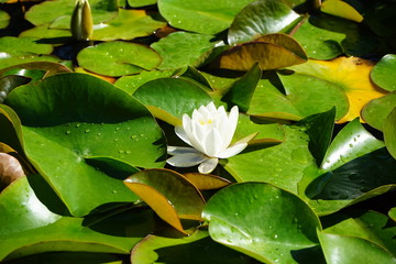 Pond with a white waterlily