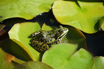 Shot of a green frog enjoying the sun sitting in the water on green leaves