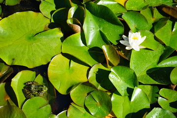 Pond of waterlilies and leaves