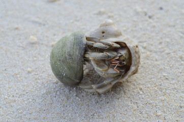 Crab at the beach