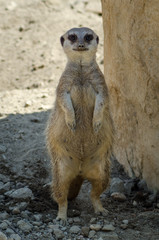 Fototapeta premium meerkat Suricata suricatta