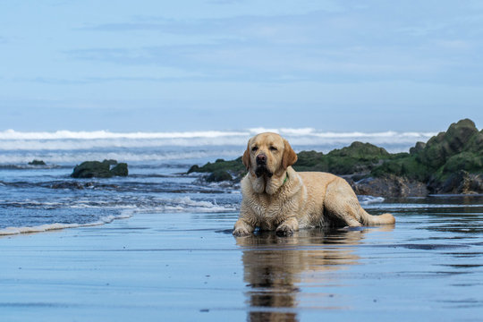 Perro labrador tumbado en la playa